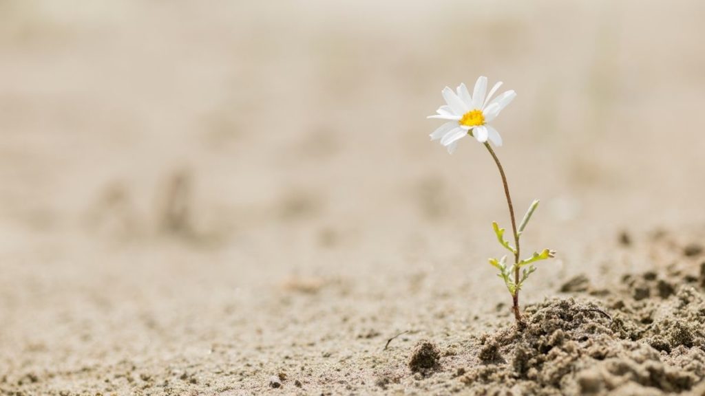 Flower through dry soil How to build resilience | Blog Post | Puja McClymont